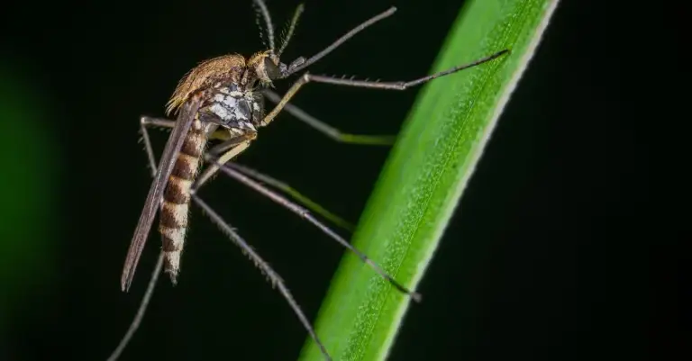 Armadilha Eletrônica para Mosquitos: Vale a Pena? Descubra Como Funciona essa Tecnologia