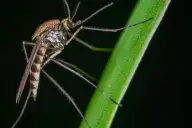Armadilha Eletrônica para Mosquitos: Vale a Pena? Descubra Como Funciona essa Tecnologia
