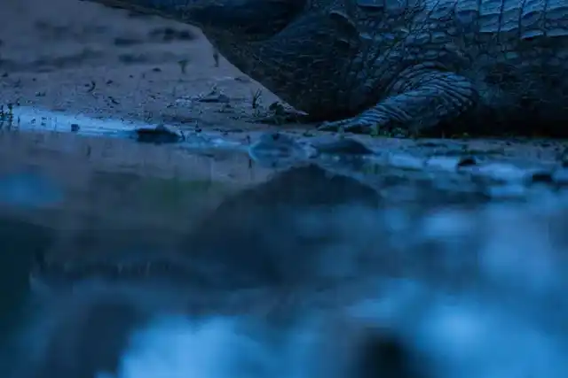 Pantanal: Guia de Safari Fotográfico no Mato Grosso