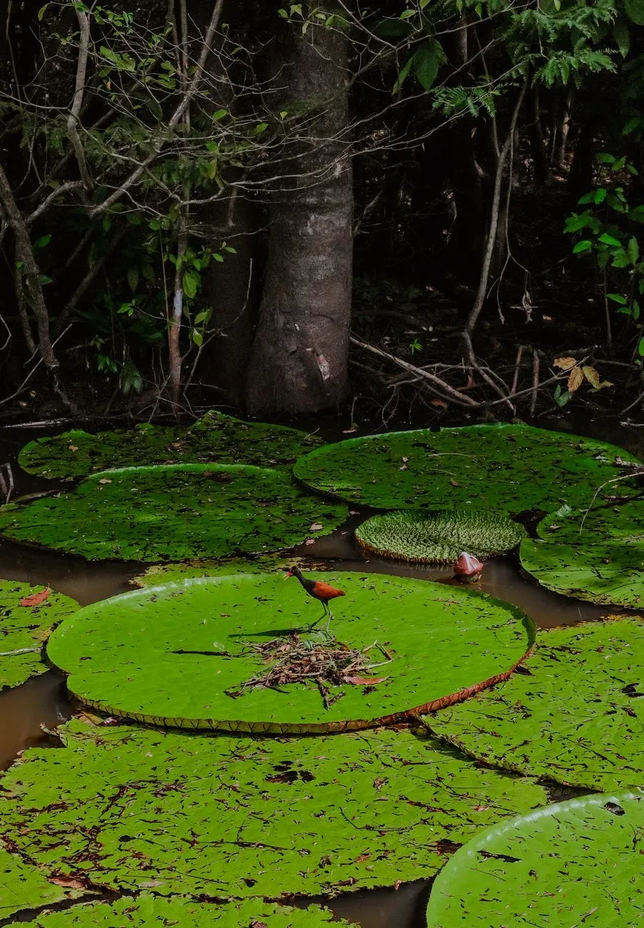Pará e Amazônia — ilustração
