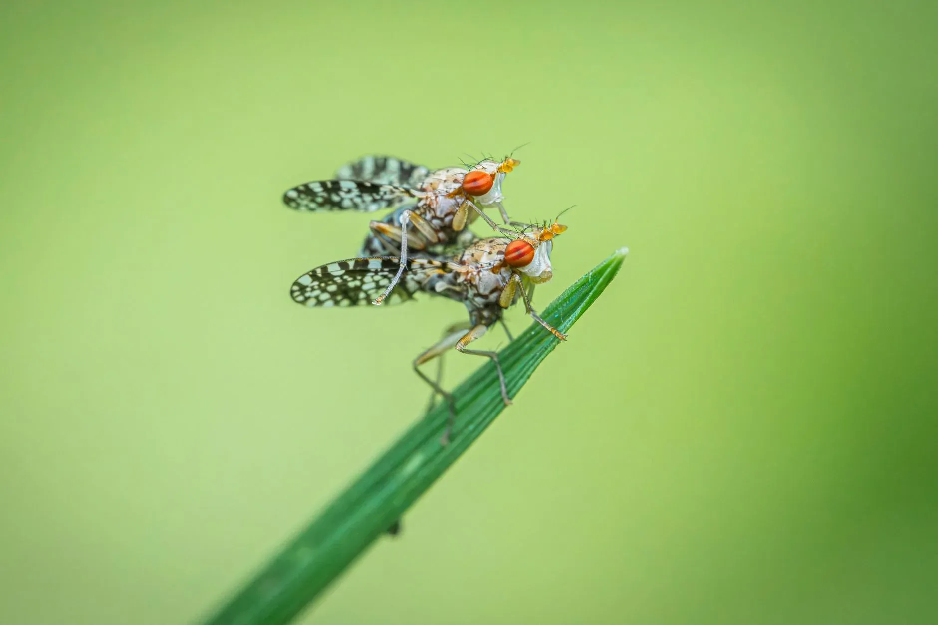 Adeus, Pernilongos: Guia Completo para um Lar Tranquilo e Livre de Picadas! — ilustração