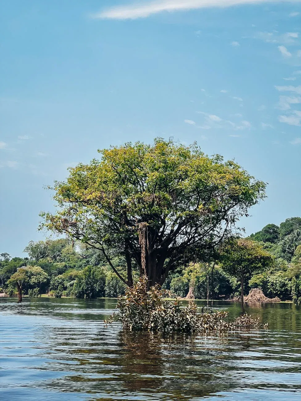Norte e Amazônia — ilustração