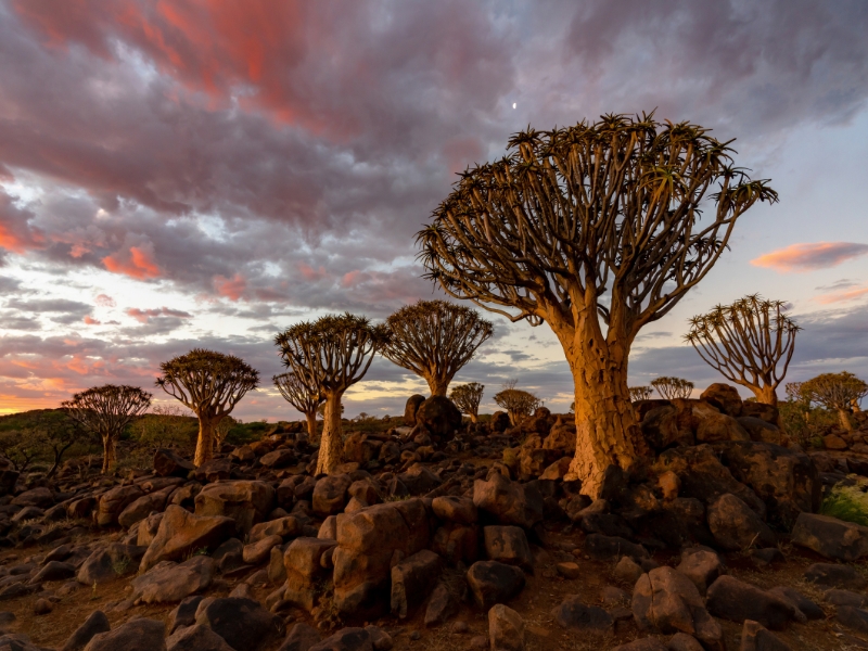 Destinos inusitados para viajar - Socotra